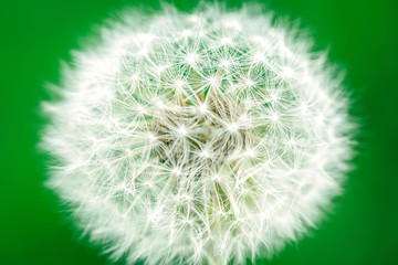 Fototapeta premium Dandelion on a green background.