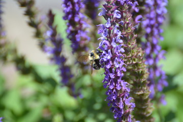 bumblebee in flower