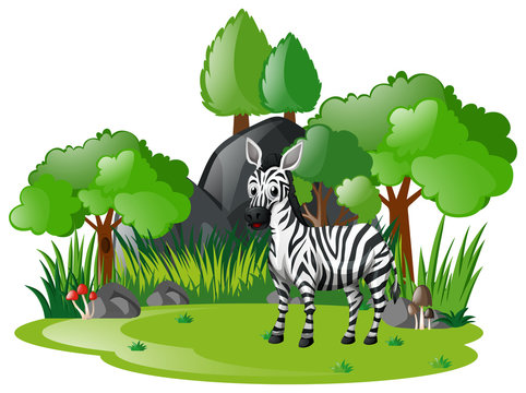 Zebra living in the woods