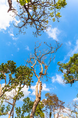 big trees on the mountain