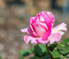 Pink single stem rose bud