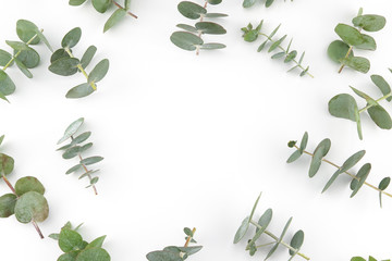 Baby eucalyptus leaves pattern on white background with copy space