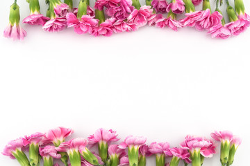 Pink carnation flowers on white background with copy space
