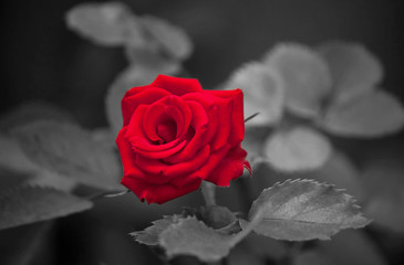 Young blooming scarlet rose in the garden in summer
