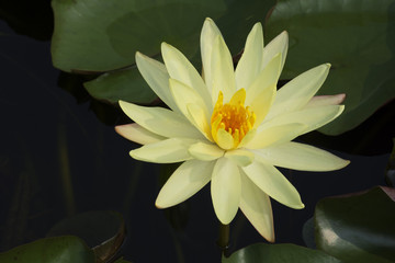 Yellow lotus in the pond