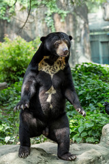 Obraz na płótnie Canvas Black bear standing Natural green background