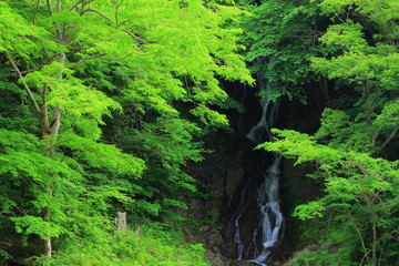 夏の白糸の滝