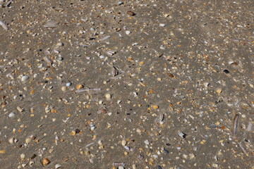 Coquillages sur le sable mouillé
