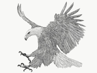 Bald eagle swoop attack hand draw monochrome on white background illustration.