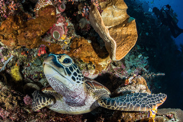 Green Sea Turtle and Diver