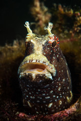 Blenny portrait