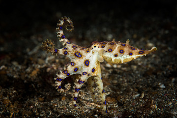 Blue Ringed Octopus