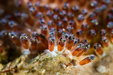 Anemone fish Eggs