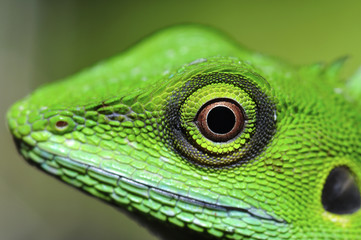 green gecko