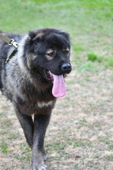 Dog breed Caucasian Shepherd Dog