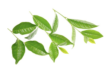 green tea leaf