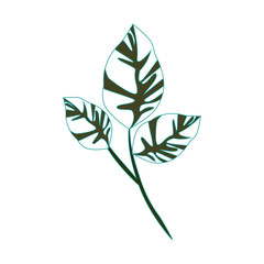 Leaves ecolgoy symbol icon vector illustration graphic design