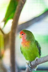 Green Lovebird parrots sitting on a tree branch