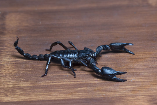 Scorpion on the house floor in Thailand and Southeast Asia.