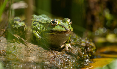 Teichfrosch