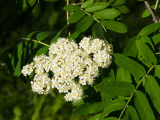 White flowers and leaves of blossoming rowan tree, sorbus aucuparia, close-up, selective focus, shallow DOF