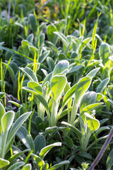 green leaf background texture