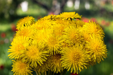 Beautiful bouquet of yellow dandelions in the shape of a ball