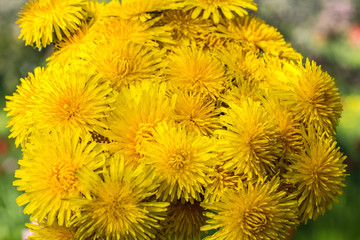 Beautiful bouquet of yellow dandelions in the shape of a ball