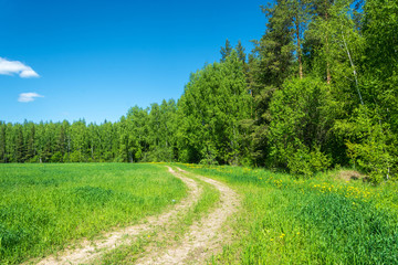 Fototapeta na wymiar Rural road on the edge of green fields.