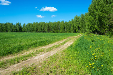 Rural road on the edge of green fields.