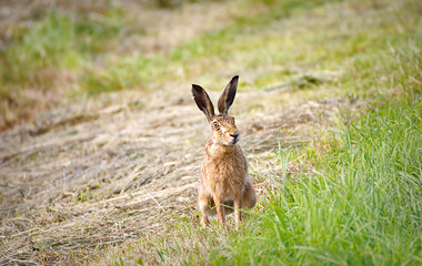 Cute rabbit on a field 