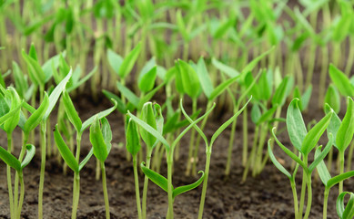 Pepper seedlings
