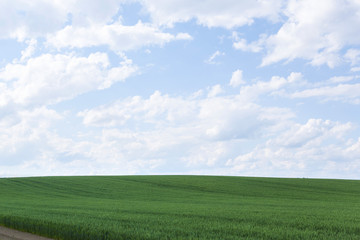 Obraz premium 北海道 夏の麦畑 Hokkaido summer wheat field