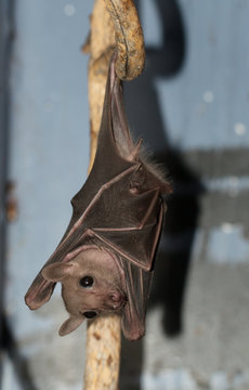 Night bat