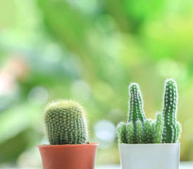 Close up cactus in pot