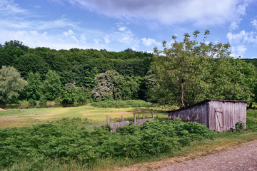 Old abandoned  wooden shed and a fence in a meadow among the tall grass, surrounded by forest in the background
