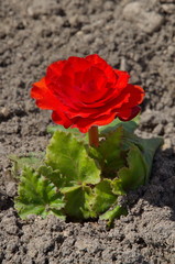 Begonia tuberous (lat. Begonia tuberhybrida)