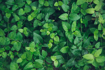 texture of fresh green plants