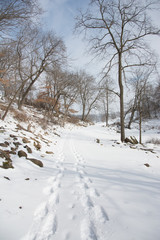 Fototapeta na wymiar Snowy Path with Bare Trees