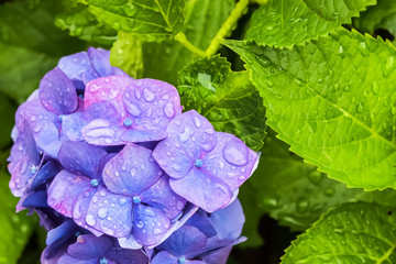 Fototapeta premium 雨上がりの紫陽花