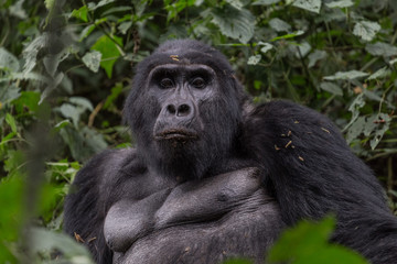 Close Up Portrait of Silverback Mountain Gorilla 3