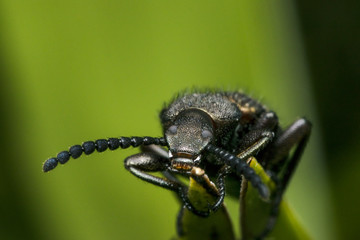 Ugly long horn bug on a leaf