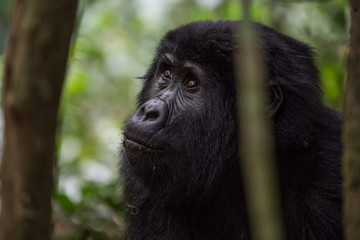 Close Up Portrait of Baby Mountain Gorilla 2