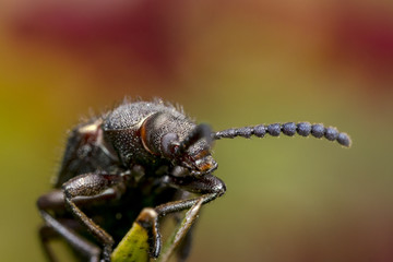 Ugly long horn bug on a leaf