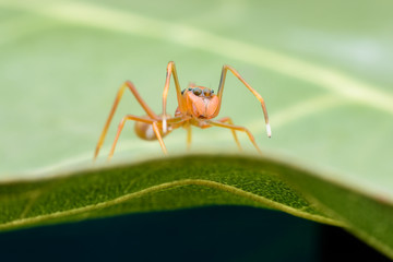 Close up female Myrmaplata plataleoides or  jumping spider that mimics  the Kerengga or weaver ant on green leaf