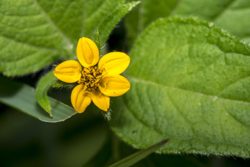 Tiny yellow chrysogonum virginianum flower