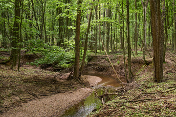 Deciduous forest in the summer