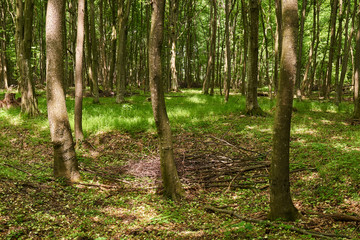 Deciduous forest in the summer