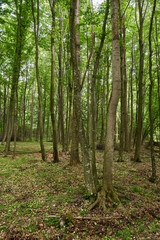 Fototapeta na wymiar Deciduous forest in the summer
