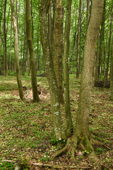 Deciduous forest in the summer